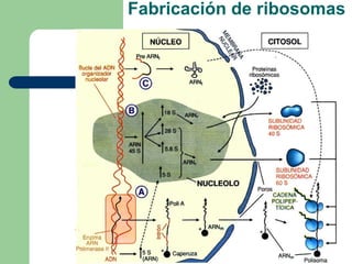 Fabricación de ribosomas
 
