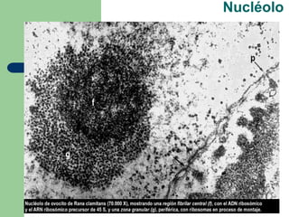 Nucléolo
 