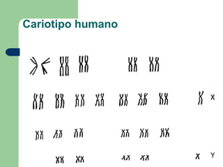 Cariotipo humano
 