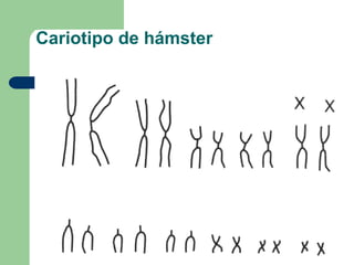 Cariotipo de hámster
 
