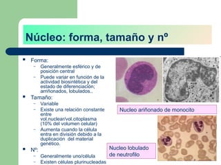 Núcleo: forma, tamaño y nº
 Forma:
– Generalmente esférico y de
posición central
– Puede variar en función de la
actividad biosintética y del
estado de diferenciación;
arriñonados, lobulados..
 Tamaño:
– Variable
– Existe una relación constante
entre
vol.nuclear/vol.citoplasma
(10% del volumen celular)
– Aumenta cuando la célula
entra en división debido a la
duplicación del material
genético.
 Nº:
– Generalmente uno/célula
– Existen células plurinucleadas
Nucleo ariñonado de monocito
Nucleo lobulado
de neutrofilo
 