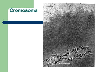 Cromosoma
 