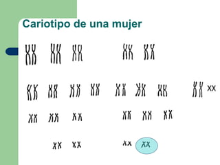 Cariotipo de una mujer
 