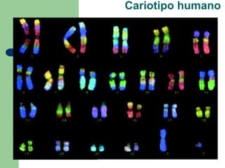 Cariotipo humano
 