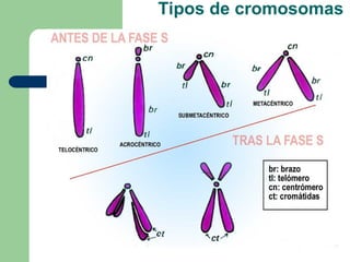 Tipos de cromosomas
 