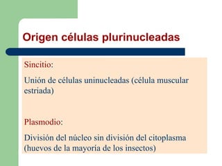 Origen células plurinucleadas
Sincitio:
Unión de células uninucleadas (célula muscular
estriada)
Plasmodio:
División del núcleo sin división del citoplasma
(huevos de la mayoría de los insectos)
 