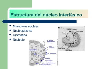 Estructura del núcleo interfásico
 Membrana nuclear
 Nucleoplasma
 Cromatina
 Nucleolo
 