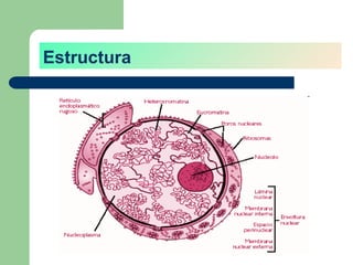 Estructura
 