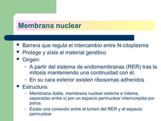Membrana nuclear
 Barrera que regula el intercambio entre N-citoplasma
 Protege y aísla el material genético
 Origen:
– A partir del sistema de endomembranas (RER) tras la
mitosis manteniendo una continuidad con él.
– En su cara exterior existen ribosomas adheridos
 Estructura:
– Membrana doble, membrana nuclear externa e interna,
separadas entre sí por un espacio perinuclear interrumpida por
poros.
– Existe una conexión entre el lumen del RER y el espacio
perinuclear
 