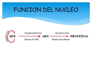 FUNCION DEL NUCLEO
 