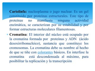  Cariolinfa: nucleoplasma o jugo nuclear. Es un gel
constituido por proteínas estructurales. Este tipo de
proteínas no manifiesta ninguna actividad
enzimática, se caracterizan por su estabilidad y por
formar estructuras moleculares filamentosas.
 Cromatina: El interior del núcleo está ocupado por
la cromatina formada por proteínas y ADN (ácido
desoxirribonucleico), sustancia que constituye los
cromosomas. La cromatina debe su nombre al hecho
de que se tiñe con colorantes básicos. En interfase la
cromatina está descondensada al máximo, para
posibilitar la replicación y la transcripción
 