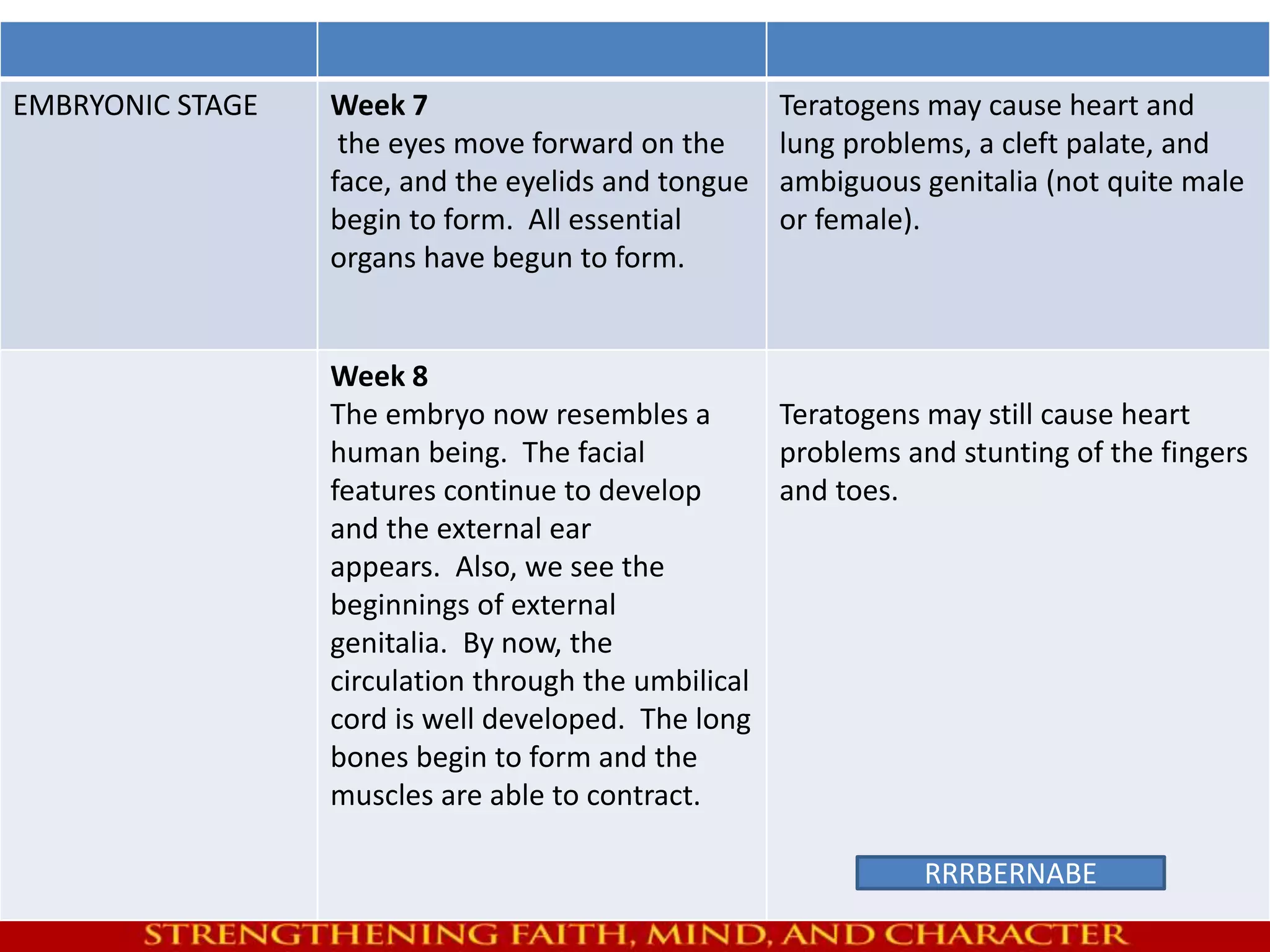 EMBRYONIC STAGE Week 7 
the eyes move forward on the 
face, and the eyelids and tongue 
begin to form. All essential 
organs have begun to form. 
Teratogens may cause heart and 
lung problems, a cleft palate, and 
ambiguous genitalia (not quite male 
or female). 
Week 8 
The embryo now resembles a 
human being. The facial 
features continue to develop 
and the external ear 
appears. Also, we see the 
beginnings of external 
genitalia. By now, the 
circulation through the umbilical 
cord is well developed. The long 
bones begin to form and the 
muscles are able to contract. 
Teratogens may still cause heart 
problems and stunting of the fingers 
and toes. 
RRRBERNABE 
 