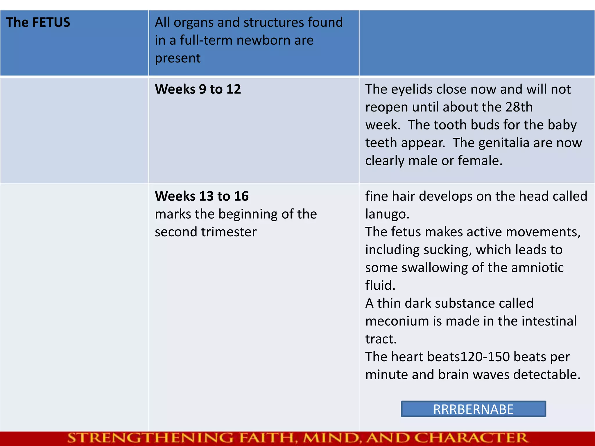 The FETUS All organs and structures found 
in a full-term newborn are 
present 
Weeks 9 to 12 The eyelids close now and will not 
reopen until about the 28th 
week. The tooth buds for the baby 
teeth appear. The genitalia are now 
clearly male or female. 
Weeks 13 to 16 
marks the beginning of the 
second trimester 
fine hair develops on the head called 
lanugo. 
The fetus makes active movements, 
including sucking, which leads to 
some swallowing of the amniotic 
fluid. 
A thin dark substance called 
meconium is made in the intestinal 
tract. 
The heart beats120-150 beats per 
minute and brain waves detectable. 
RRRBERNABE 
 