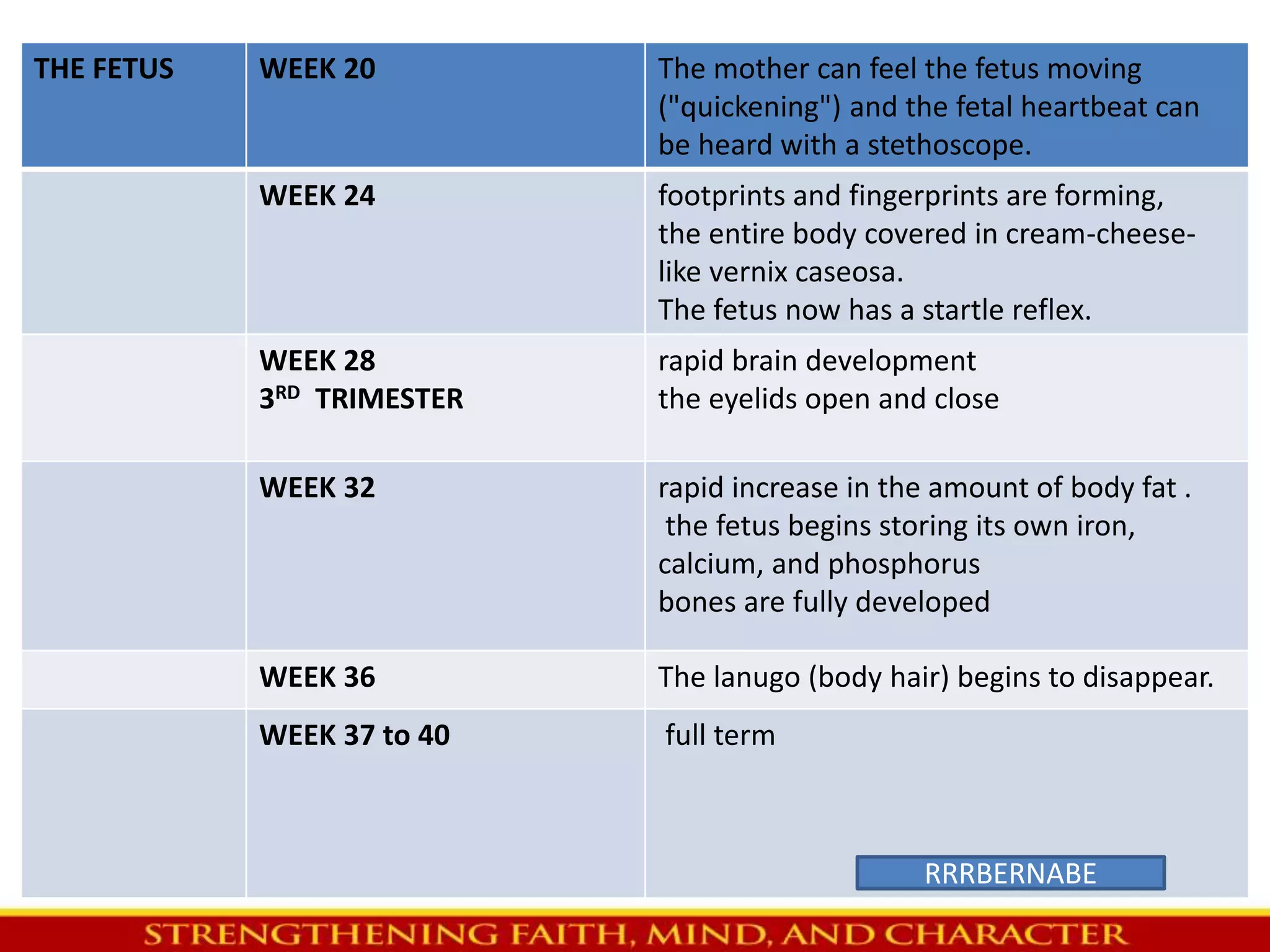 THE FETUS WEEK 20 The mother can feel the fetus moving 
("quickening") and the fetal heartbeat can 
be heard with a stethoscope. 
WEEK 24 footprints and fingerprints are forming, 
the entire body covered in cream-cheese-like 
vernix caseosa. 
The fetus now has a startle reflex. 
WEEK 28 
3RD TRIMESTER 
rapid brain development 
the eyelids open and close 
WEEK 32 rapid increase in the amount of body fat . 
the fetus begins storing its own iron, 
calcium, and phosphorus 
bones are fully developed 
WEEK 36 The lanugo (body hair) begins to disappear. 
WEEK 37 to 40 full term 
RRRBERNABE 
 