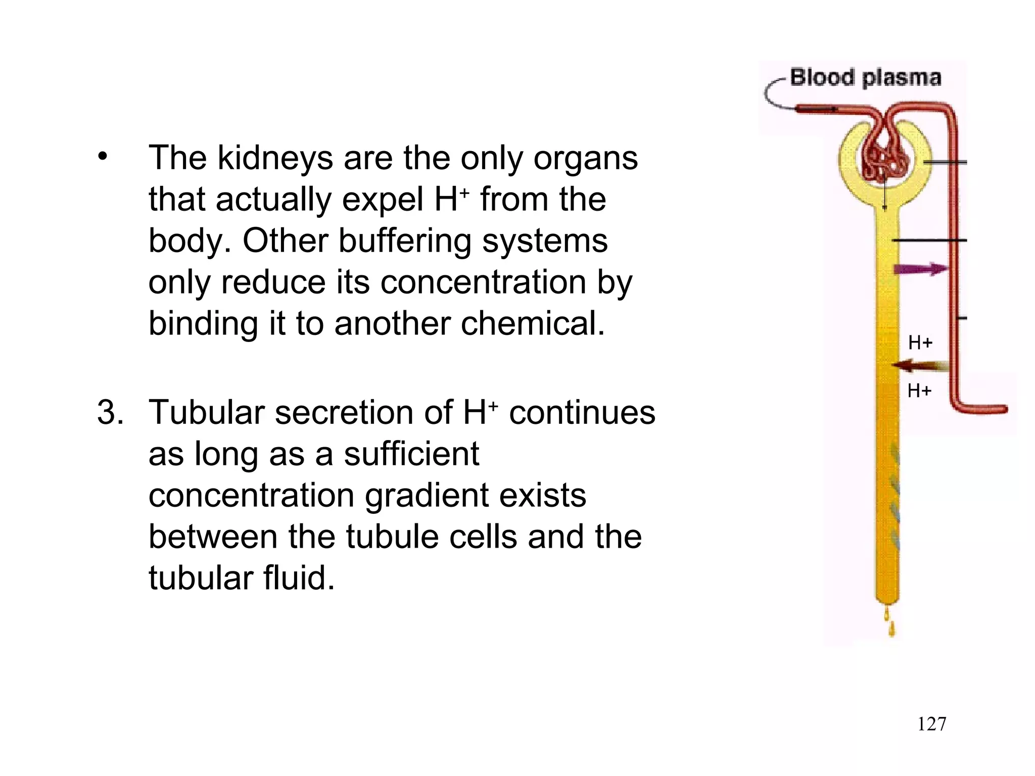 The kidneys are the only organs that actually expel H +  from the body. Other buffering systems only reduce its concentration by binding it to another chemical. 3. Tubular secretion of H +  continues as long as a sufficient concentration gradient exists between the tubule cells and the tubular fluid. 