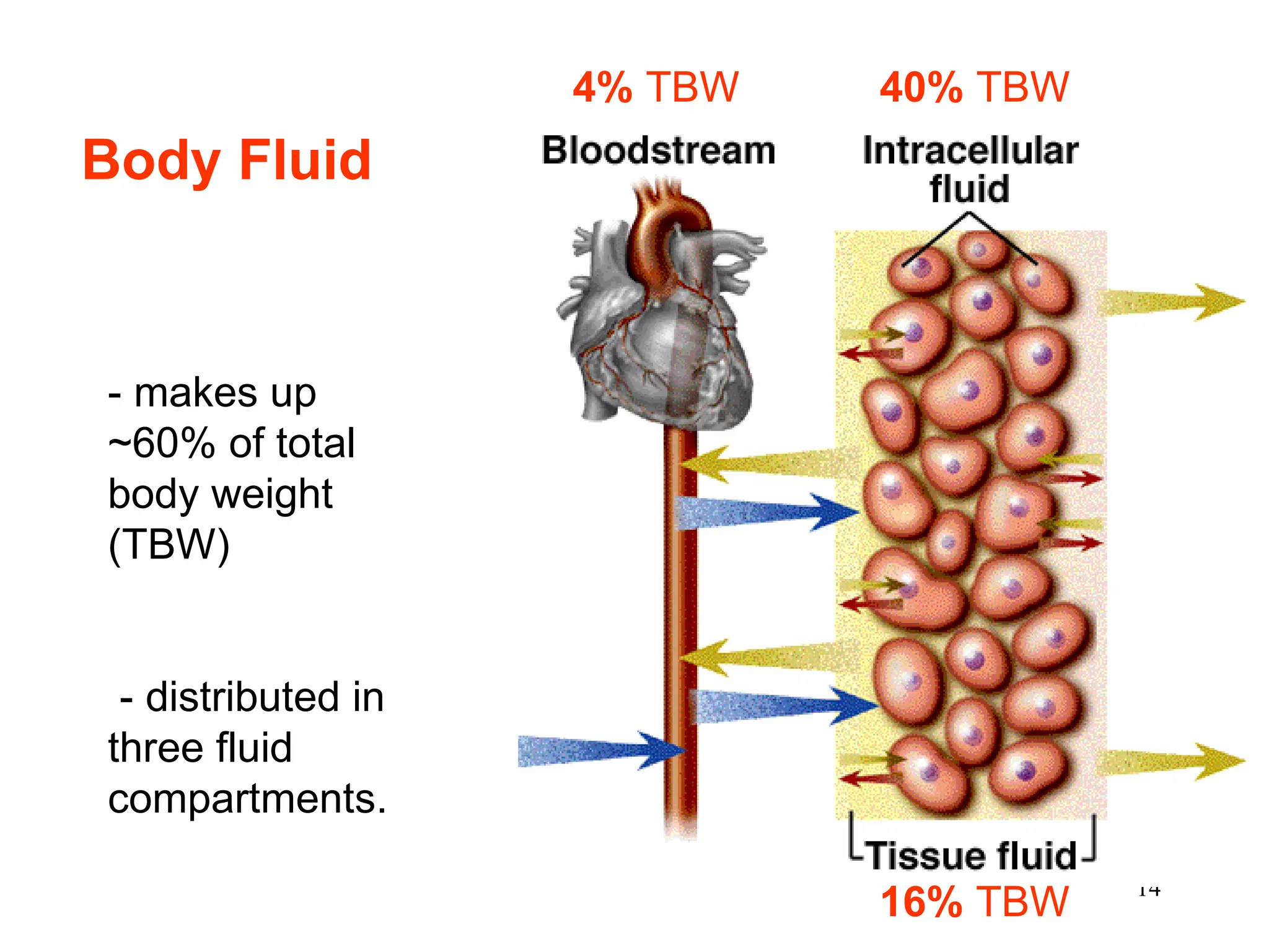 16%  TBW 40%   TBW 4%  TBW - makes up ~60% of total body weight (TBW) - distributed in three fluid compartments.  Body Fluid  