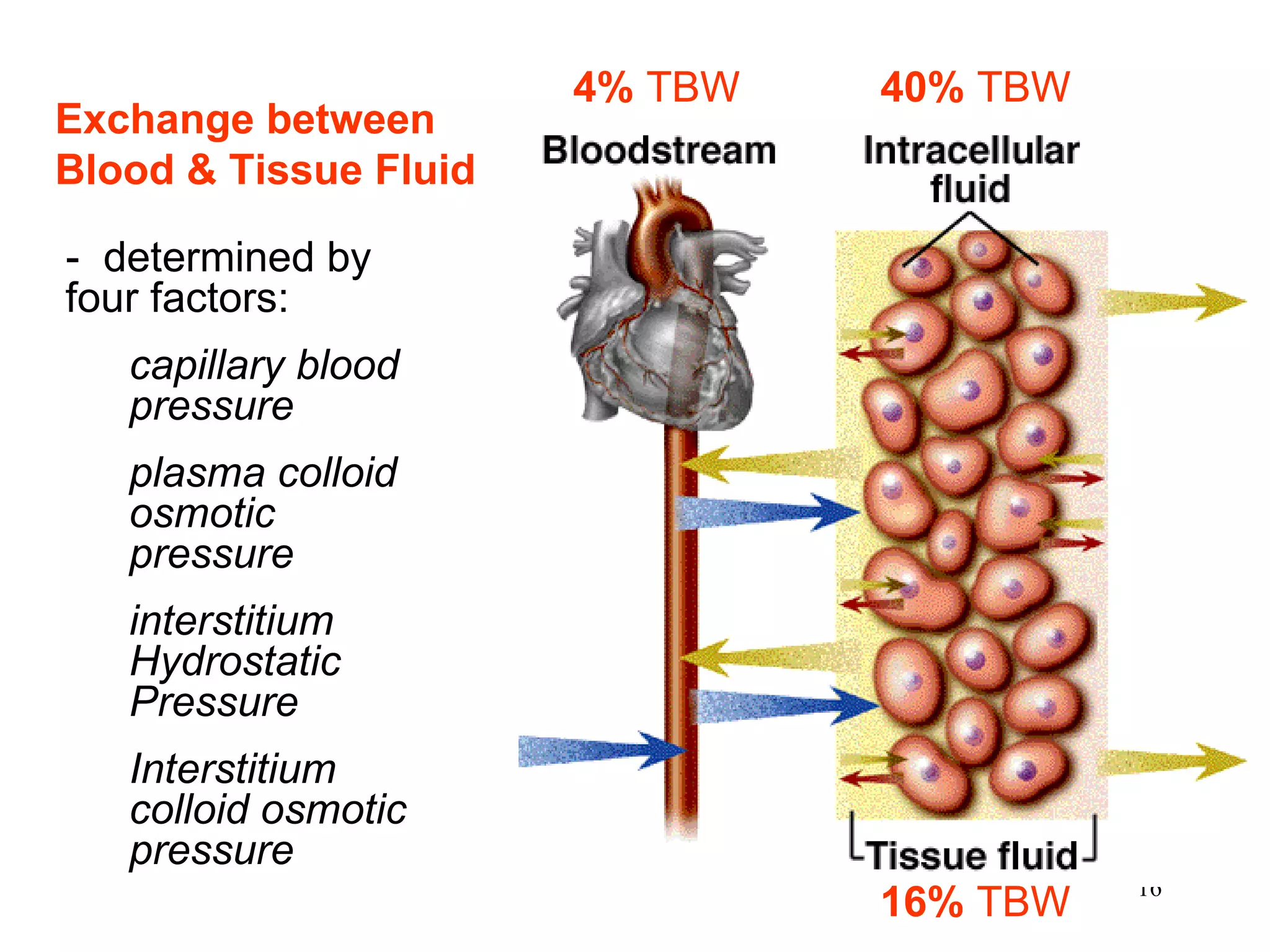 16%  TBW 40%   TBW 4%  TBW Exchange between Blood & Tissue Fluid -  determined by four factors: capillary blood pressure plasma colloid osmotic pressure interstitium Hydrostatic Pressure Interstitium colloid osmotic pressure 