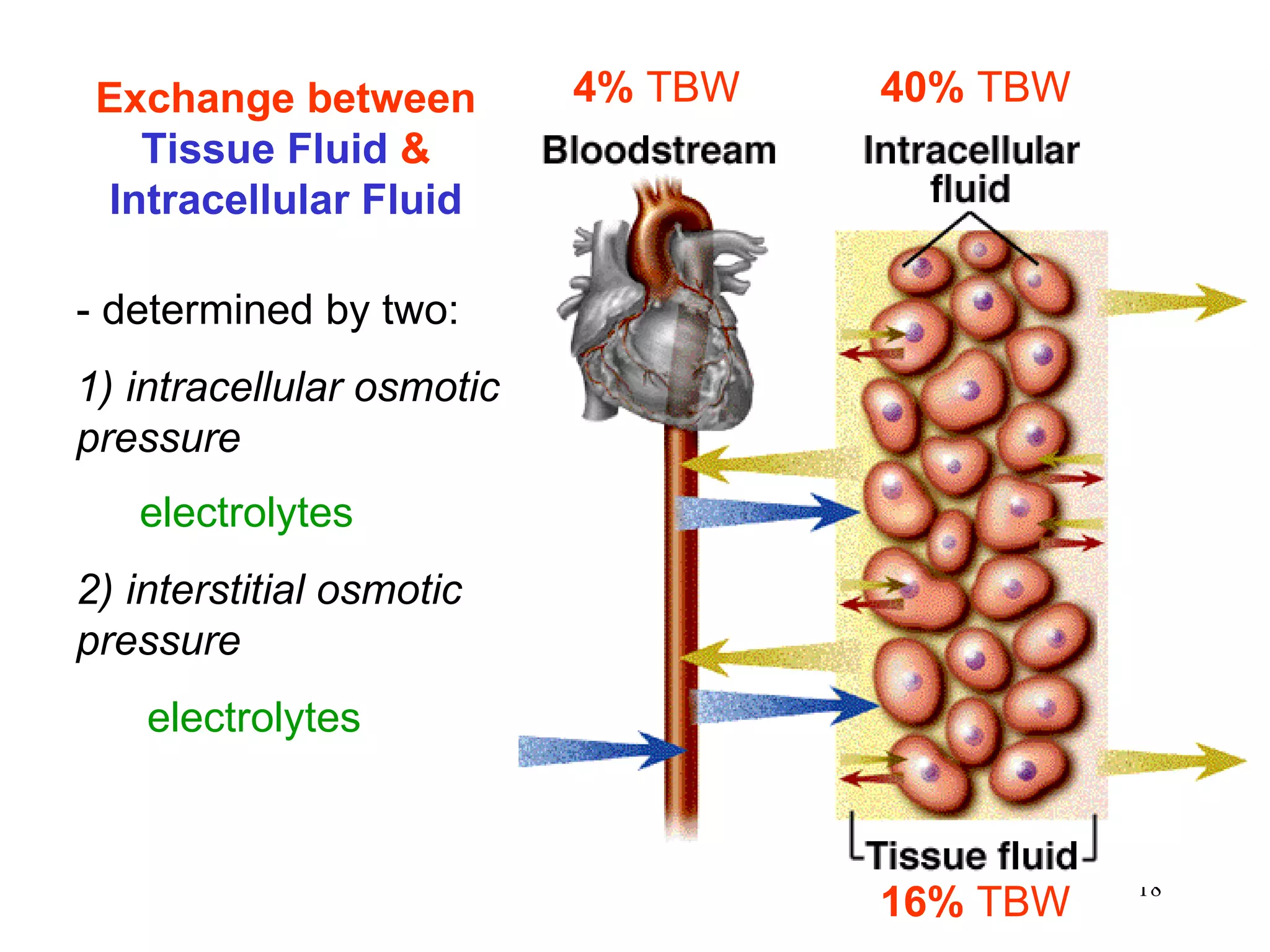 16%  TBW 40%   TBW 4%  TBW Exchange between  Tissue Fluid  &  Intracellular Fluid - determined by two: 1) intracellular osmotic pressure electrolytes 2) interstitial osmotic pressure electrolytes 