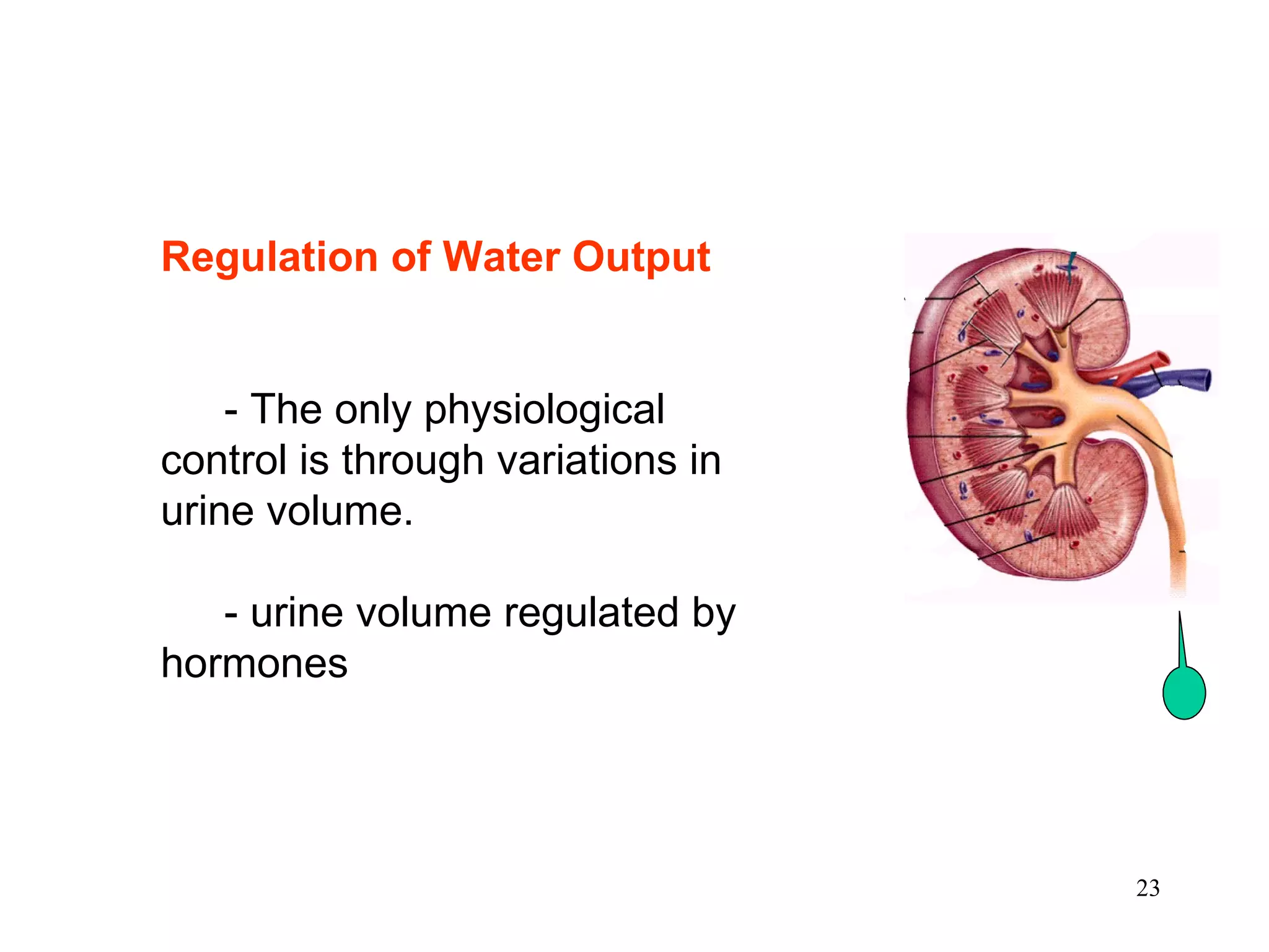 Regulation of Water Output - The only physiological control is through variations in urine volume.  - urine volume regulated by hormones 