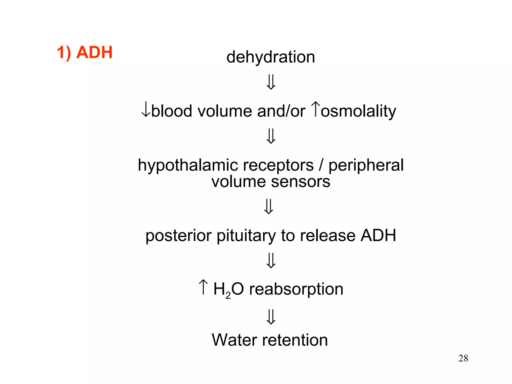 1) ADH dehydration   blood volume and/or   osmolality   hypothalamic receptors / peripheral volume sensors    posterior pituitary to release ADH     H 2 O reabsorption  Water retention   