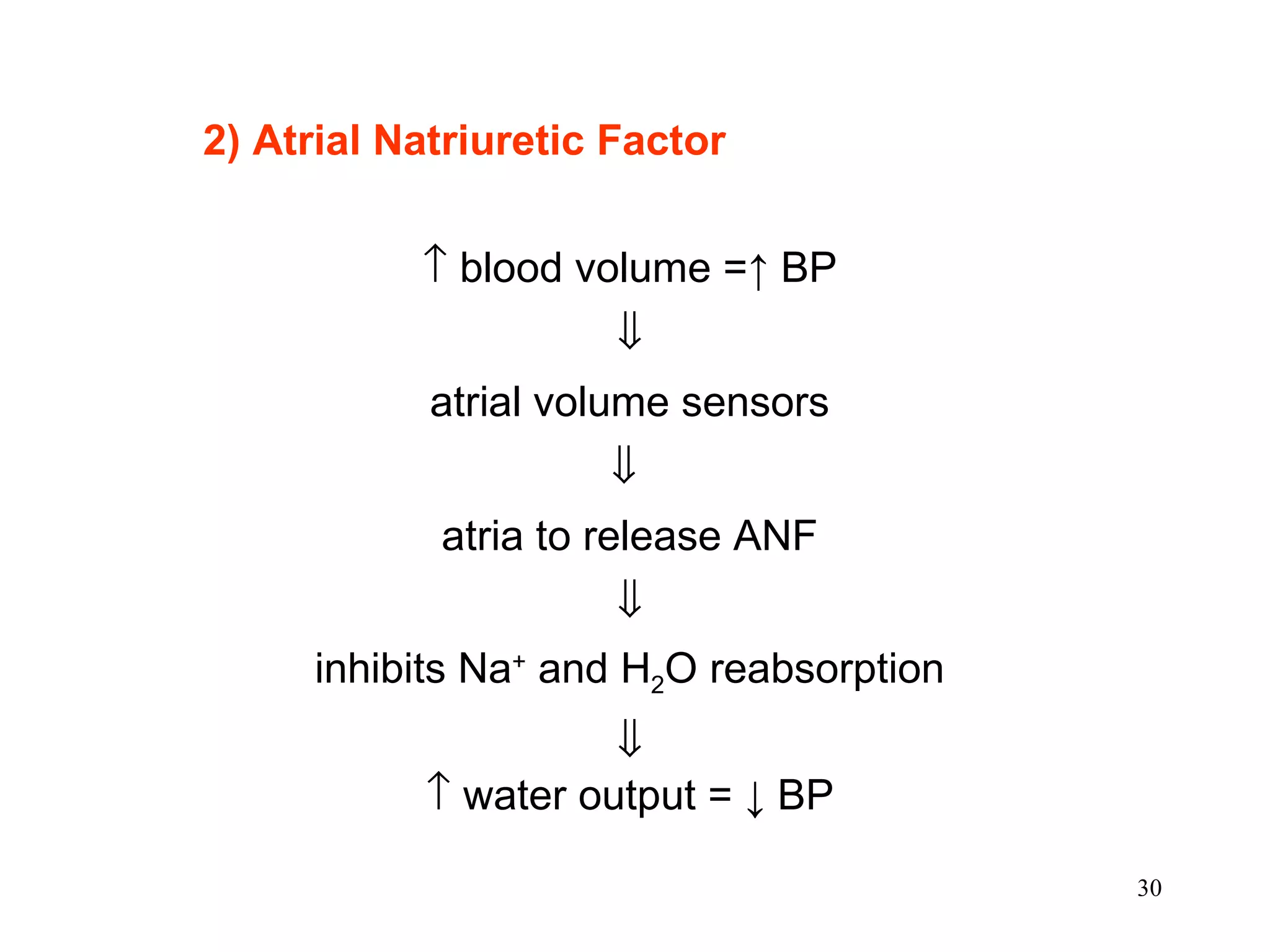 2) Atrial Natriuretic Factor     blood volume =↑ BP  atrial volume sensors    atria to release ANF  inhibits Na +  and H 2 O reabsorption     water output = ↓ BP 