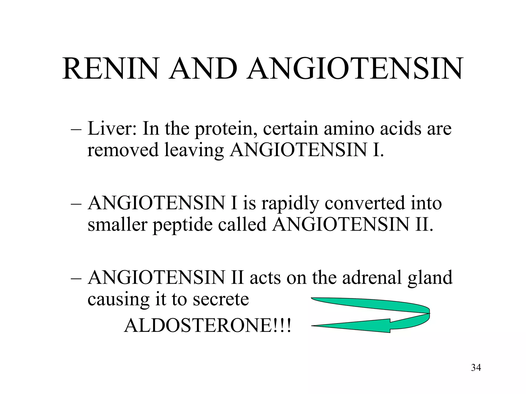 Liver: In the protein, certain amino acids are removed leaving ANGIOTENSIN I. ANGIOTENSIN I is rapidly converted into smaller peptide called ANGIOTENSIN II. ANGIOTENSIN II acts on the adrenal gland causing it to secrete ALDOSTERONE!!! RENIN AND ANGIOTENSIN 