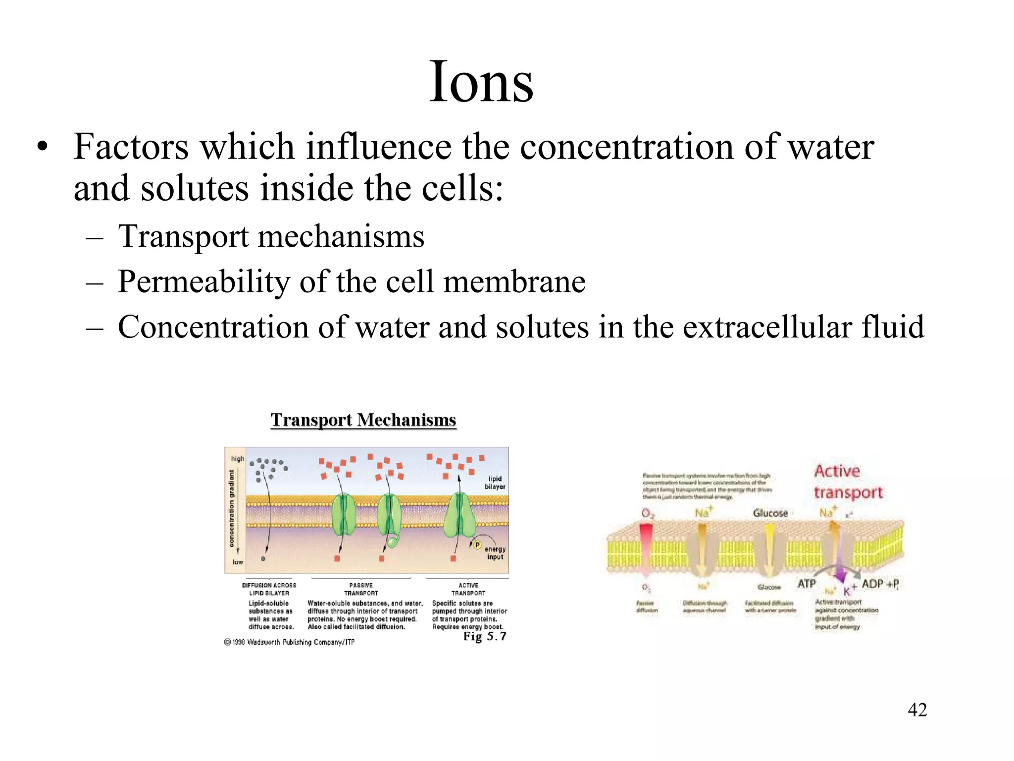 Ions Factors which influence the concentration of water and solutes inside the cells: Transport mechanisms Permeability of the cell membrane Concentration of water and solutes in the extracellular fluid 