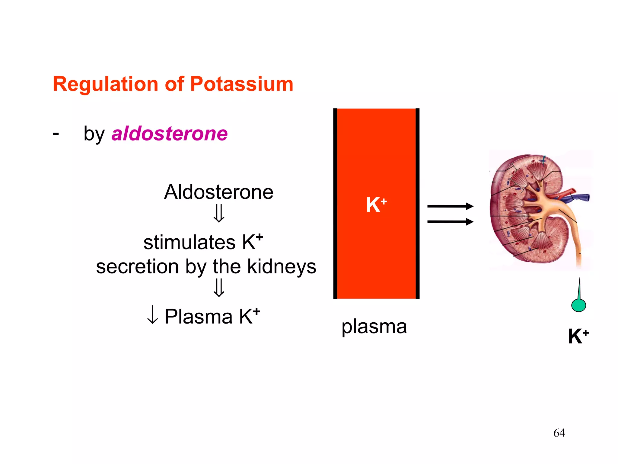 Regulation of Potassium by  aldosterone Aldosterone  stimulates K + secretion by the kidneys     Plasma K + K + plasma K + 