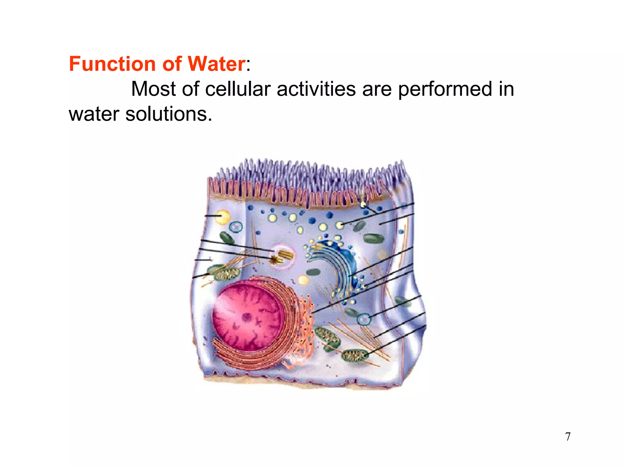 Function of Water :  Most of cellular activities are performed in water solutions. 