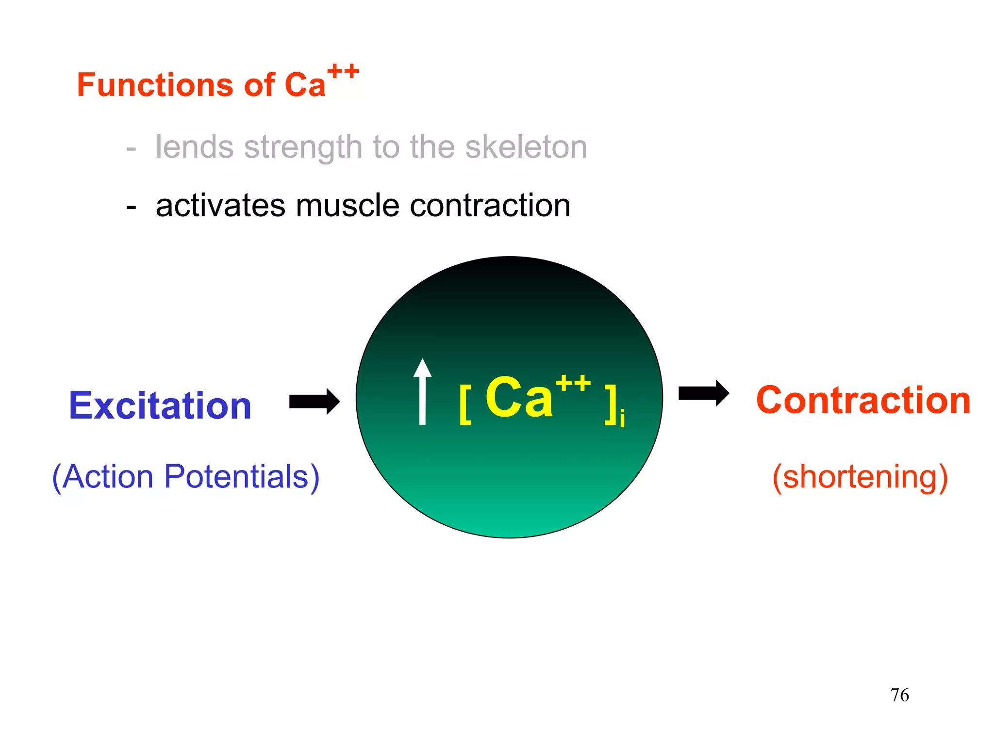 Functions of Ca ++ -  lends strength to the skeleton -  activates muscle contraction Excitation Contraction [  Ca ++  ] i (Action Potentials) (shortening) 