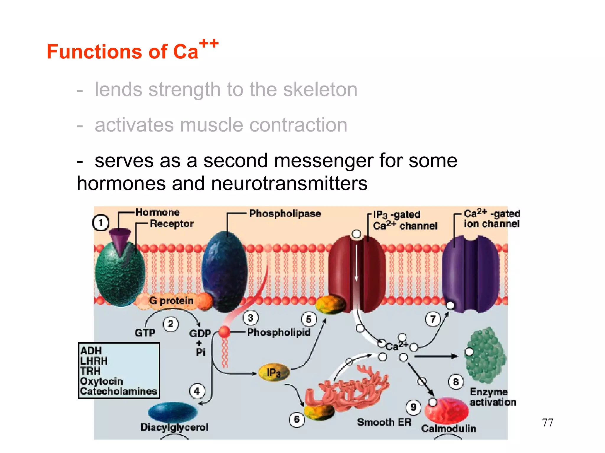 Functions of Ca ++ -  lends strength to the skeleton -  activates muscle contraction -  serves as a second messenger for some hormones and neurotransmitters 