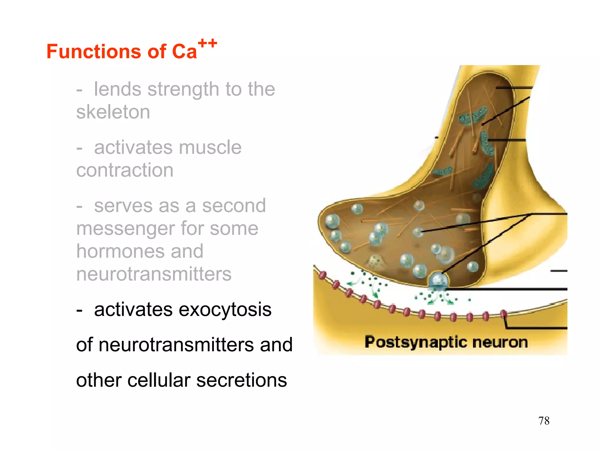 Functions of Ca ++ -  lends strength to the skeleton -  activates muscle contraction -  serves as a second messenger for some hormones and neurotransmitters -  activates exocytosis  of neurotransmitters and  other cellular secretions 