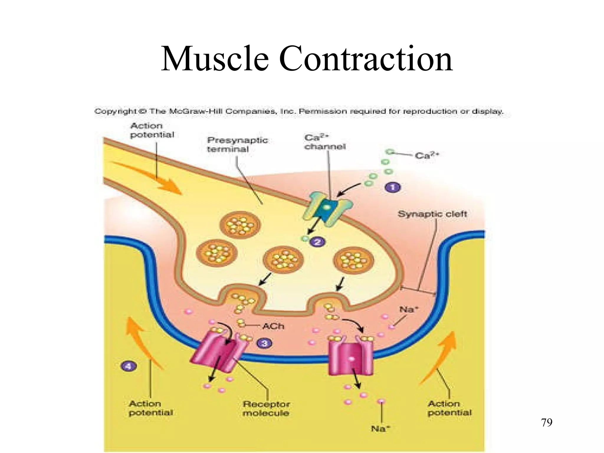 Muscle Contraction 