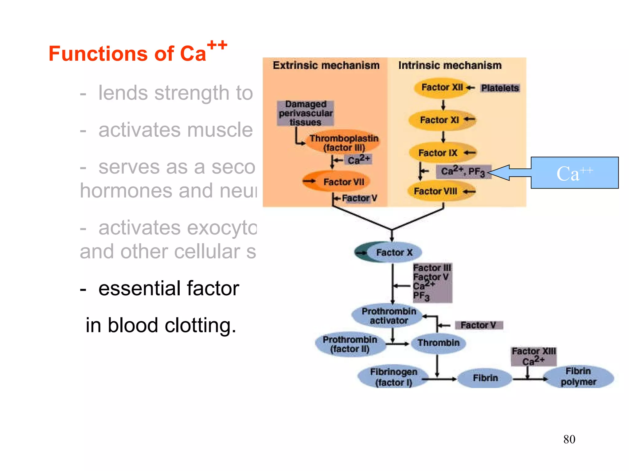 Functions of Ca ++ -  lends strength to the skeleton -  activates muscle contraction -  serves as a second messenger for some hormones and neurotransmitters -  activates exocytosis of neurotransmitters and other cellular secretions -  essential factor in blood clotting.  Ca ++ 