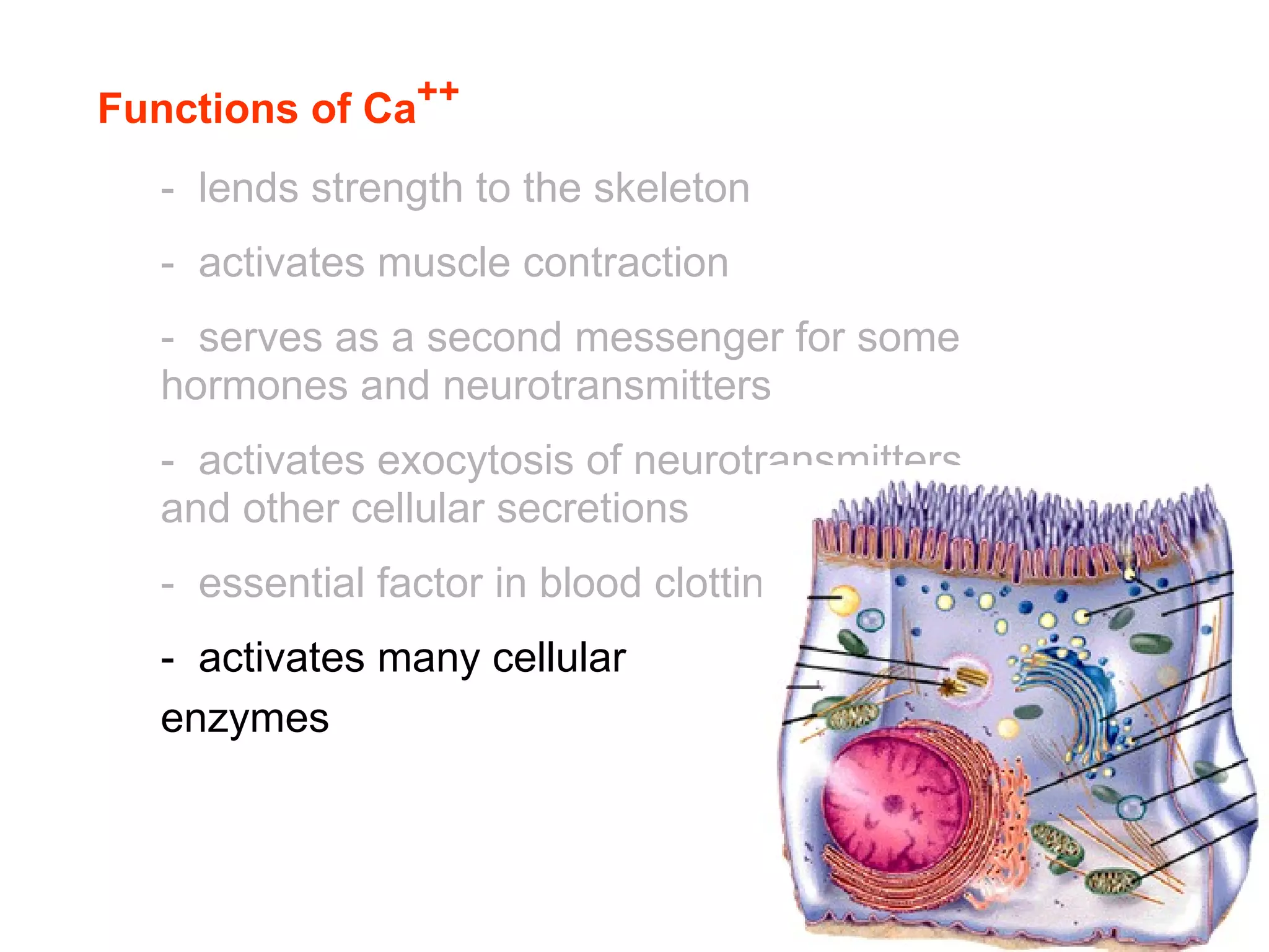 Functions of Ca ++ -  lends strength to the skeleton -  activates muscle contraction -  serves as a second messenger for some hormones and neurotransmitters -  activates exocytosis of neurotransmitters and other cellular secretions -  essential factor in blood clotting.  -  activates many cellular  enzymes   