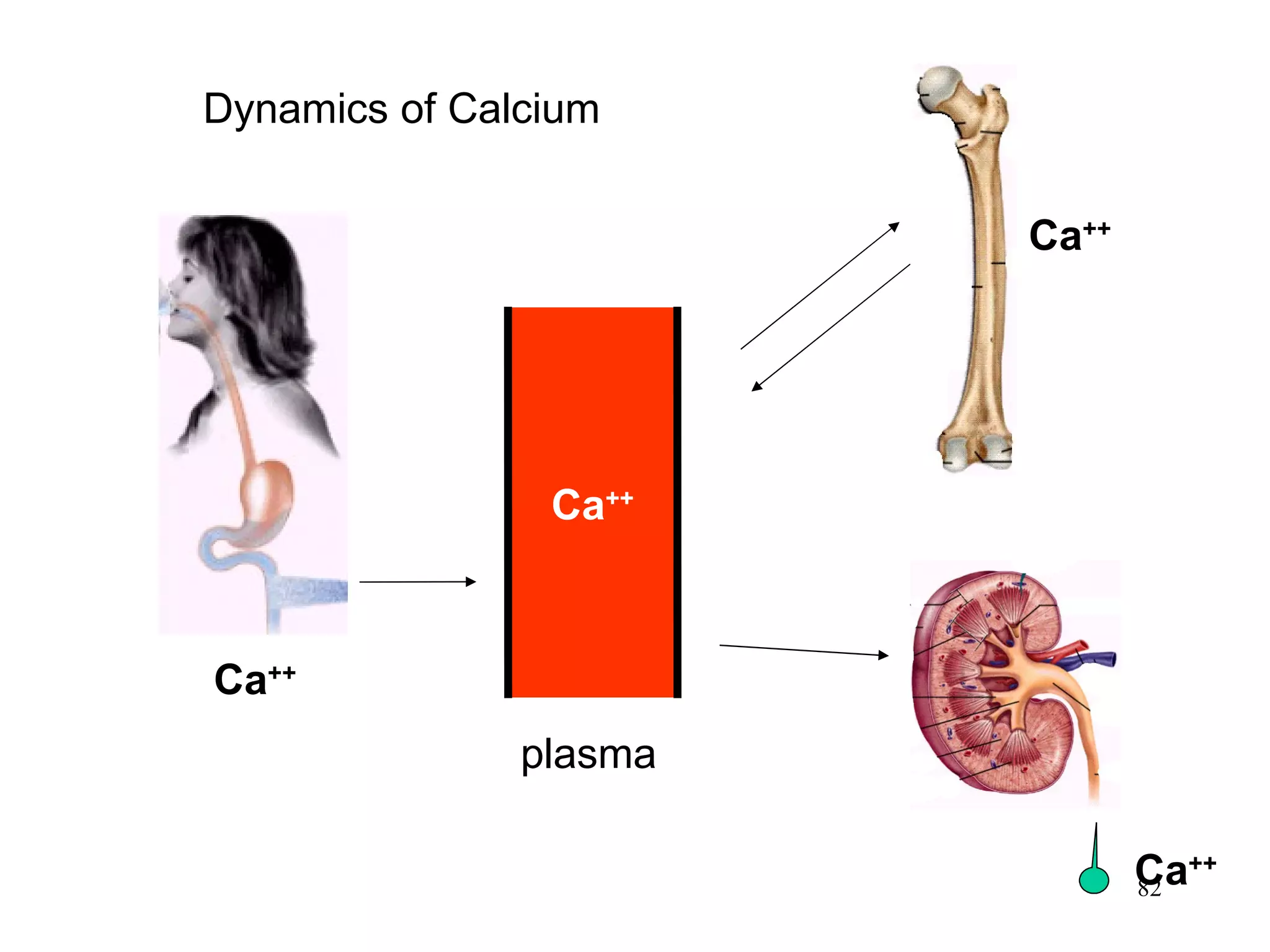 Dynamics of Calcium Ca ++ plasma Ca ++ Ca ++ Ca ++ 