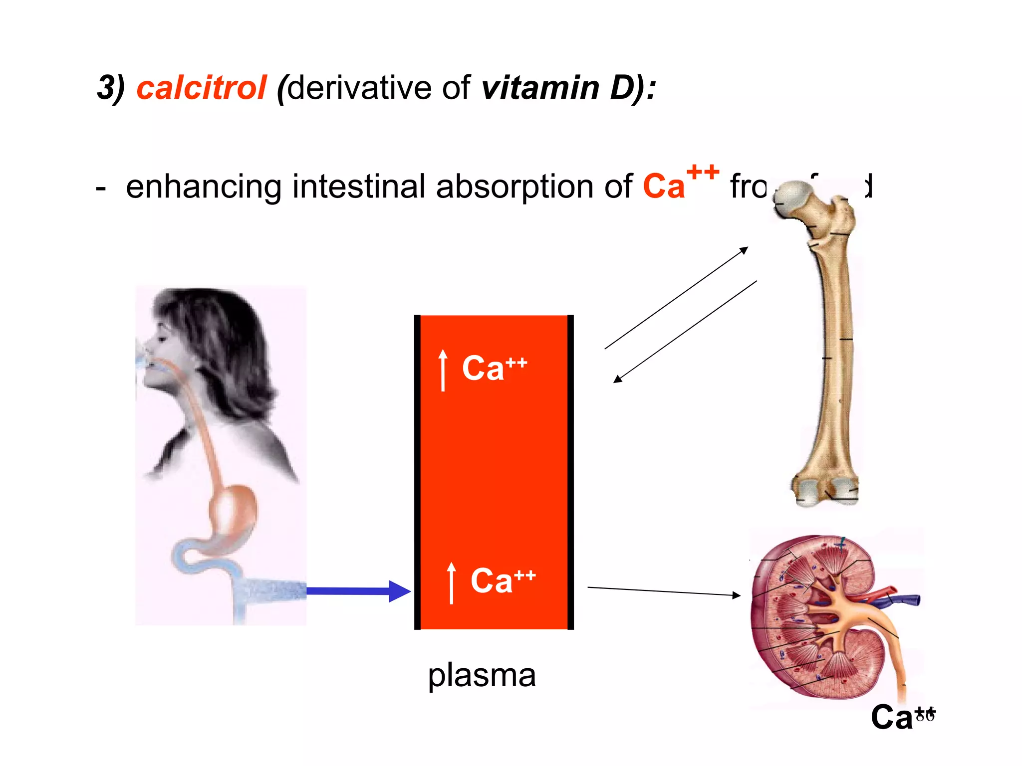 3)  calcitrol  ( derivative of  vitamin D):  -  enhancing intestinal absorption of  Ca ++  from food   plasma Ca ++ Ca ++ Ca ++ 