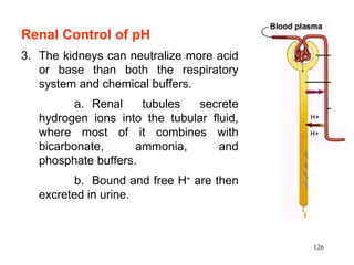 Renal Control of pH   The kidneys can neutralize more acid or base than both the respiratory system and chemical buffers. a. Renal tubules secrete hydrogen ions into the tubular fluid, where most of it combines with bicarbonate, ammonia, and phosphate buffers. b. Bound and free H +  are then excreted in urine.  