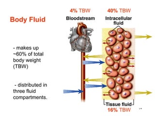 16%  TBW 40%   TBW 4%  TBW - makes up ~60% of total body weight (TBW) - distributed in three fluid compartments.  Body Fluid  