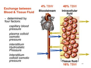 16%  TBW 40%   TBW 4%  TBW Exchange between Blood & Tissue Fluid -  determined by four factors: capillary blood pressure plasma colloid osmotic pressure interstitium Hydrostatic Pressure Interstitium colloid osmotic pressure 