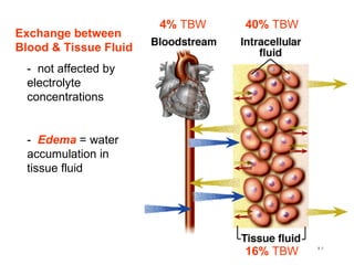 16%  TBW 40%   TBW 4%  TBW -  not affected by electrolyte concentrations   -  Edema  = water accumulation in tissue fluid Exchange between Blood & Tissue Fluid 