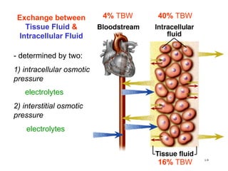 16%  TBW 40%   TBW 4%  TBW Exchange between  Tissue Fluid  &  Intracellular Fluid - determined by two: 1) intracellular osmotic pressure electrolytes 2) interstitial osmotic pressure electrolytes 