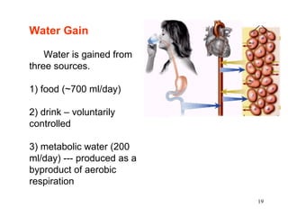 Water Gain   Water is gained from three sources. 1) food (~700 ml/day)  2) drink – voluntarily controlled 3) metabolic water (200 ml/day) --- produced as a byproduct of aerobic respiration   