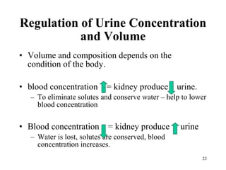 Regulation of Urine Concentration and Volume Volume and composition depends on the condition of the body. blood concentration  = kidney produce  urine. To eliminate solutes and conserve water – help to lower blood concentration Blood concentration  = kidney produce  urine Water is lost, solutes are conserved, blood concentration increases. 