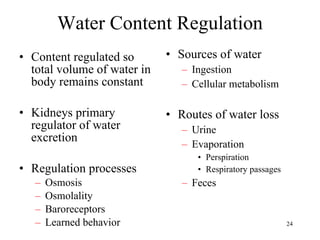 Water Content Regulation Content regulated so total volume of water in body remains constant Kidneys primary regulator of water excretion Regulation processes Osmosis Osmolality Baroreceptors Learned behavior Sources of water Ingestion Cellular metabolism Routes of water loss Urine Evaporation Perspiration Respiratory passages Feces 