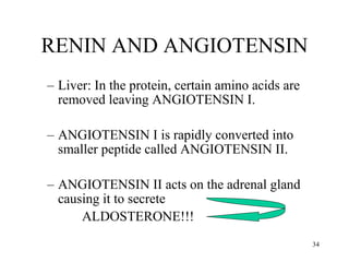 Liver: In the protein, certain amino acids are removed leaving ANGIOTENSIN I. ANGIOTENSIN I is rapidly converted into smaller peptide called ANGIOTENSIN II. ANGIOTENSIN II acts on the adrenal gland causing it to secrete ALDOSTERONE!!! RENIN AND ANGIOTENSIN 