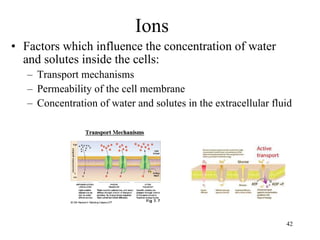 Ions Factors which influence the concentration of water and solutes inside the cells: Transport mechanisms Permeability of the cell membrane Concentration of water and solutes in the extracellular fluid 