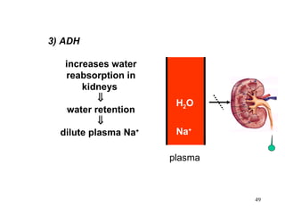 3) ADH increases water reabsorption in kidneys   water retention  dilute  plasma  Na +   plasma Na + H 2 O 