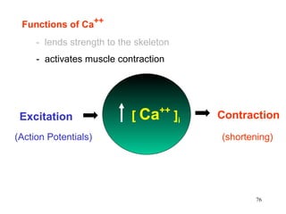 Functions of Ca ++ -  lends strength to the skeleton -  activates muscle contraction Excitation Contraction [  Ca ++  ] i (Action Potentials) (shortening) 