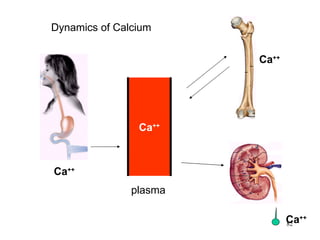Dynamics of Calcium Ca ++ plasma Ca ++ Ca ++ Ca ++ 